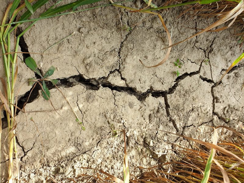 Agrarversicherungen im Klimawandel: Das ist der Schlüssel