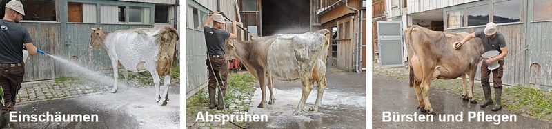 Gepflegte Kühe zur Viehschau
