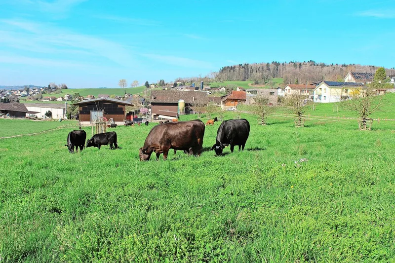 Auf dem Hof Riglisberg geniessen 14 Mutterkühe mit ihren Kälbern die Frühlingsweide.