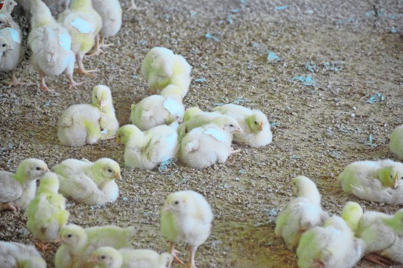 Mastpoulets sind das zweite Hauptstandbein des Aspihofs.
