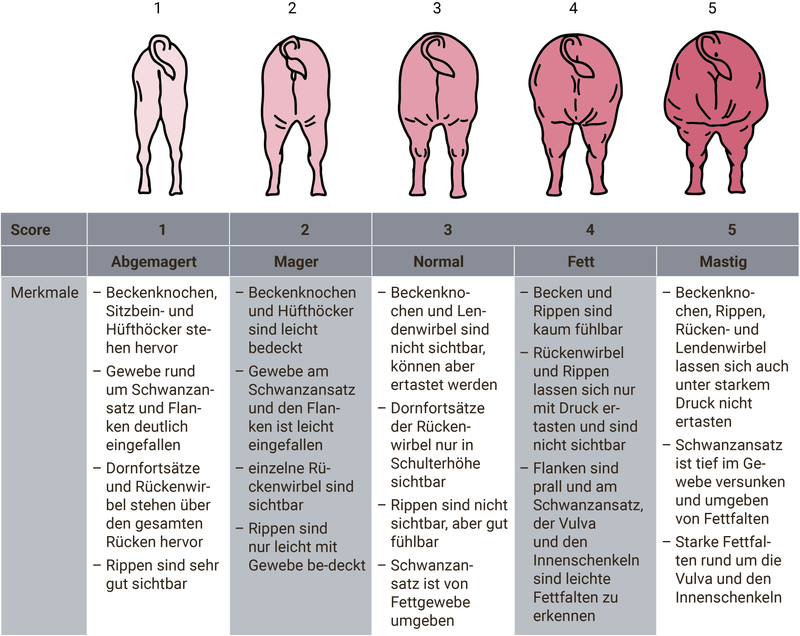 Schweinezucht: Über die Säugezeit sollten die Sauen nicht zu viel Gewicht verlieren