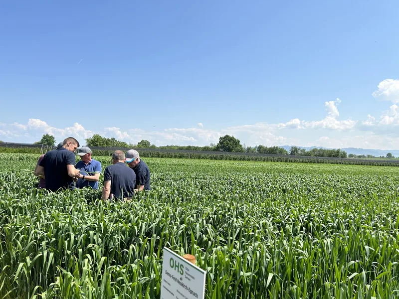 So geht Unkrautbekämpfung im «Hasenweizen»