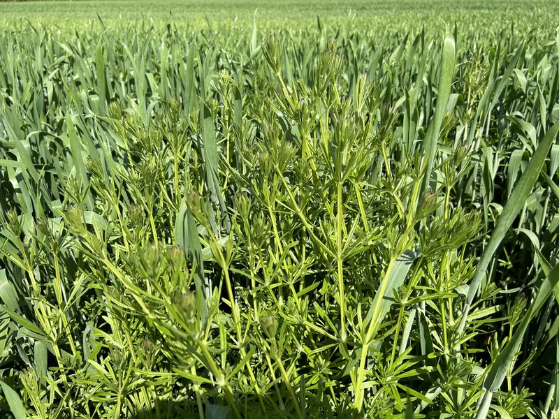 So geht Unkrautbekämpfung im «Hasenweizen»
