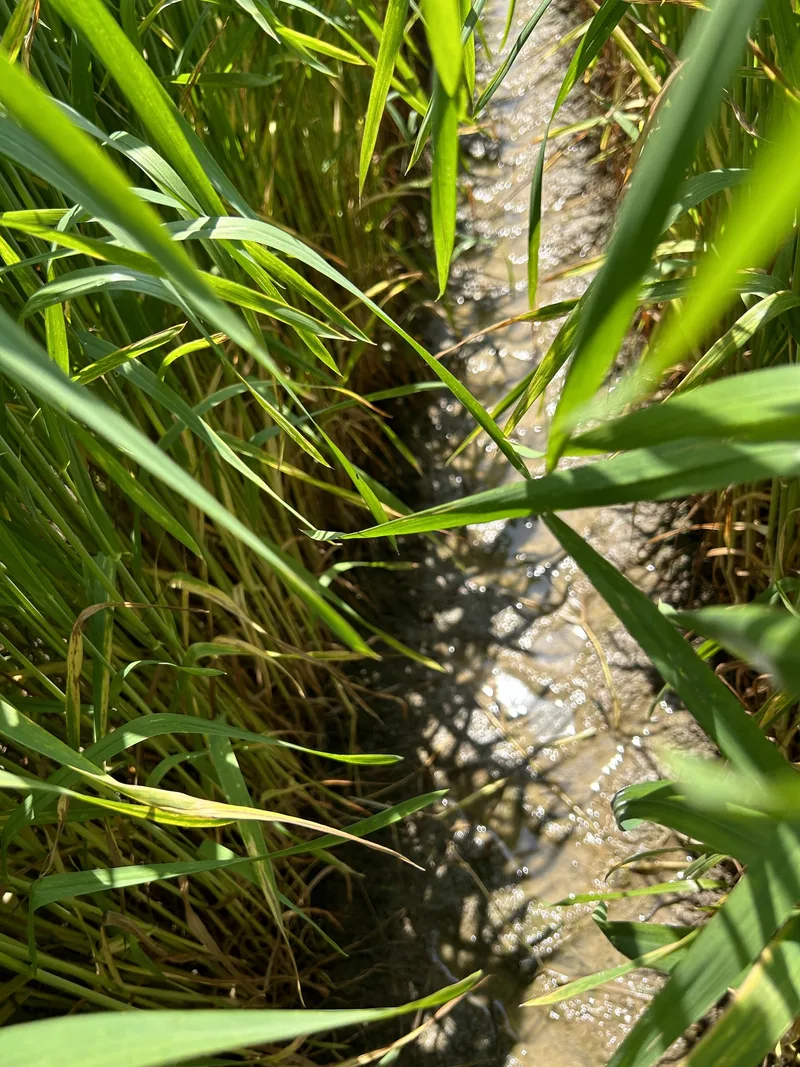 So geht Unkrautbekämpfung im «Hasenweizen»
