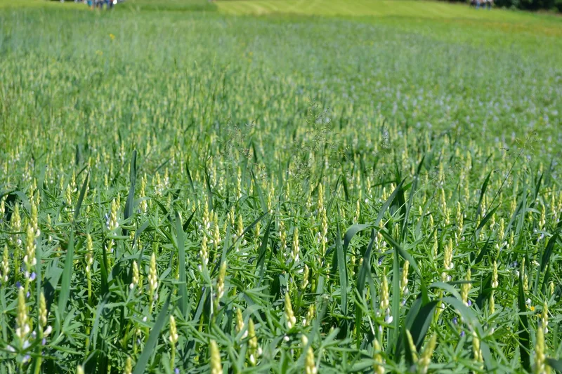 Lupinen sind das Superfood des Jahres, aber schwer zu verkaufen – bis jetzt?