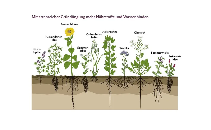 Durch die verschiedenen Wurzelarten und -tiefen kann mit einer artenreichen Mischung ein grössere Teil des Bodens erschlossen werden. Diese Mischung entspricht in etwa der UFA Humus, ohne Inkarnatklee.