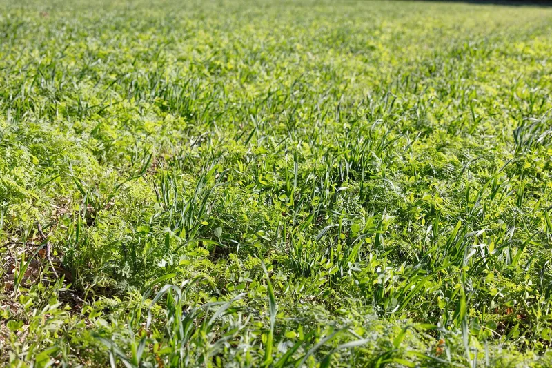 Das Unkraut wird durch die rasche Bodenbedeckung unterdrückt. Zudem kann das Ausfallgetreide auflaufen und mit der späteren Einarbeitung bekämpft werden.