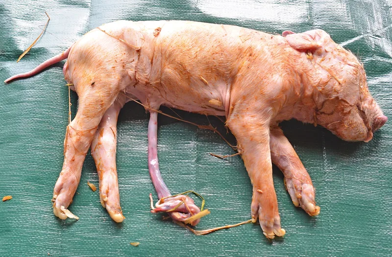 Tot geborene Ferkel haben Slippers und eine dicke, feuchte Nabelschnur. Bild: SGD/Cornelia Vontobel