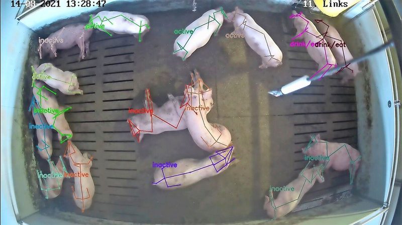 Im Projekt der Suisag soll mittels KI antagonistisches Verhalten sowie die Reaktion der Schweine auf Menschen erkannt werden.
