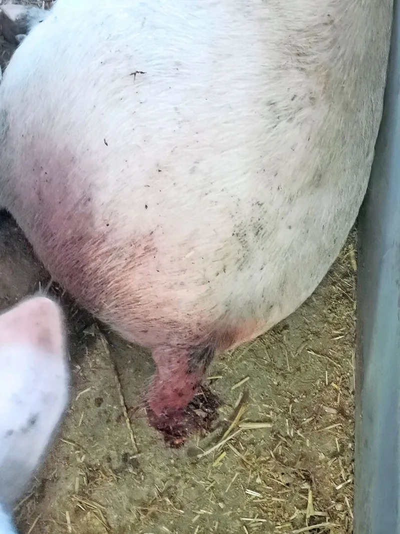 Schwanzverletzungen durch Beissereien sind noch immer ein Problem.