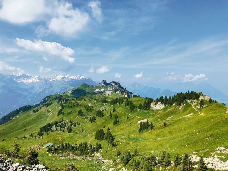 Wo der Wald die Weide frisst: Die Verbuschung von Sömmerungsflächen wird immer mehr zum Problem