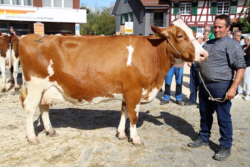 Gelungene Regionalviehschau in Andelfingen