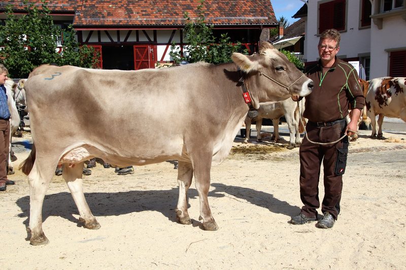 Gelungene Regionalviehschau in Andelfingen