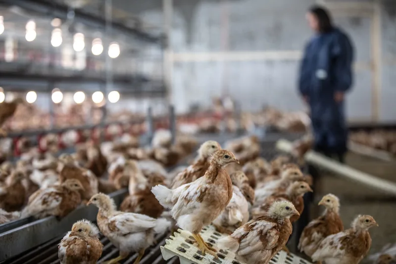 Auf dem Geflügelhof Gisi ist der Kreislauf so gut wie geschlossen: Die selbst aufgezogenen Junghennen haben weniger Stress und Druck durch Bakterien. Bild: Pia Neuenschwander