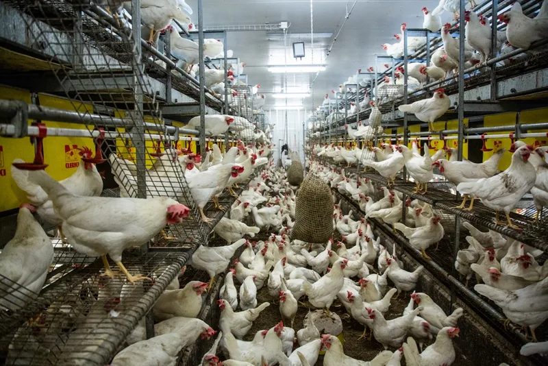 Auf dem Geflügelhof leben insgesamt 14 000 Legehennen in vier Ställen. Diese Freiland-Gruppe mit rund 3000 Tieren hat neben einem Wintergarten einen befestigen Schnitzel-Aussenplatz und eine Weide zur Verfügung. Bild: Pia Neuenschwander