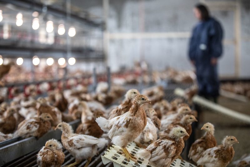 Auf dem Geflügelhof Gisi ist der Kreislauf so gut wie geschlossen: Die selbst aufgezogenen Junghennen haben weniger Stress und Druck durch Bakterien. Bild: Pia Neuenschwander