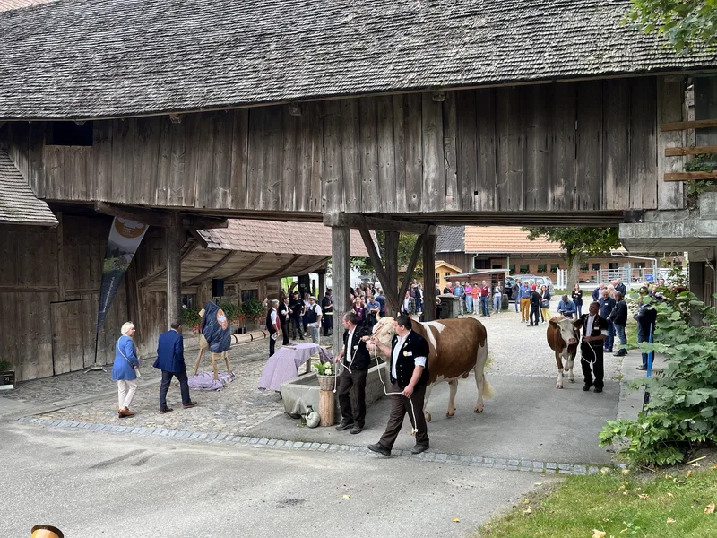 Stier Santos wird an der Halfter vor der "Glungge" vorgeführt.