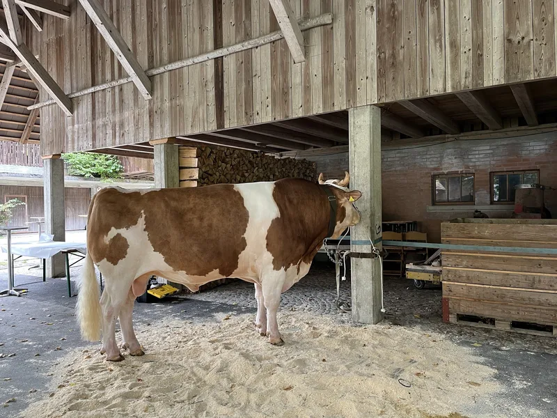 Stier Santos ist an der Stallwand angebunden.