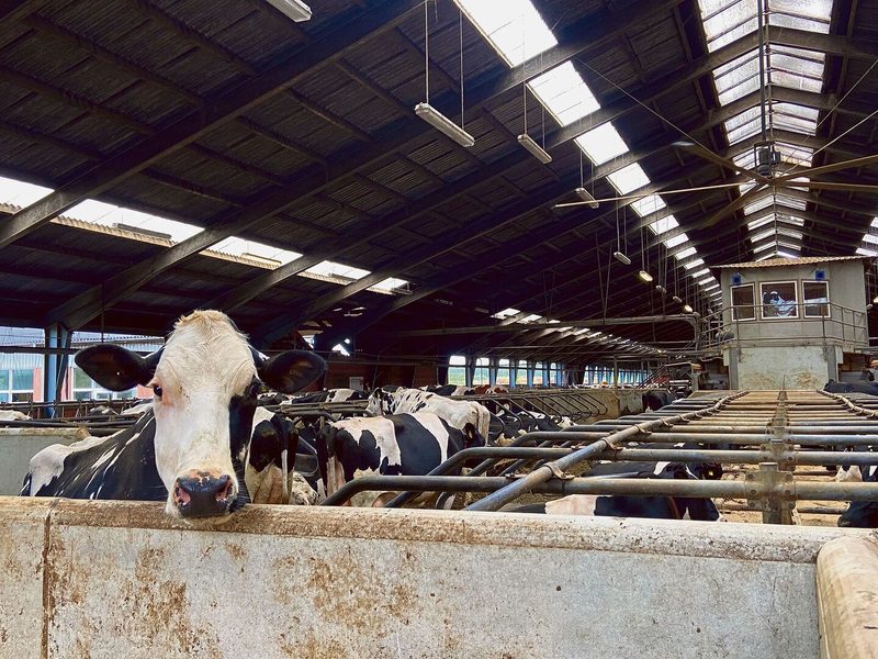 Eine der 550 Holsteinkühe auf dem Betrieb. Der Stallschnitt beträgt 14 000 kg. Die Milch wird im Ort selber verkäst.