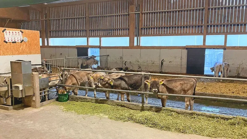 Den Kälbern im Versuch auf dem Plantahof stand Pflanzenkohle im grünen Eimer zur freien Verfügung.