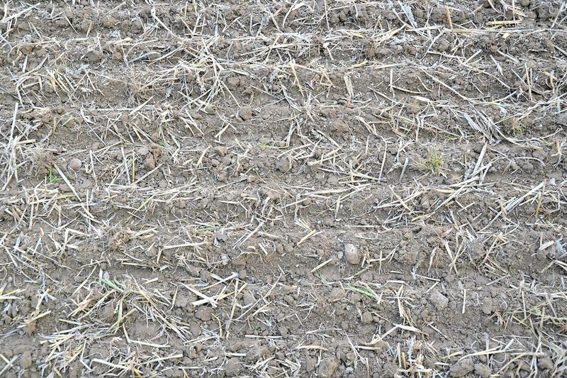 Im Gespann Lemken Zirkon 8 und Saphir 9 öffnet die Kreiselegge den Boden breitflächig, es folgen Doppelscheibenscharen mit einzelner Tiefenführung.