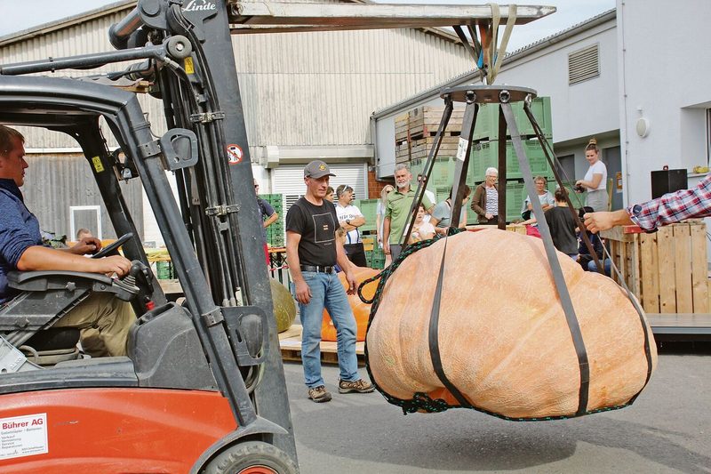 Gemüse so gigantisch wie im Märchen