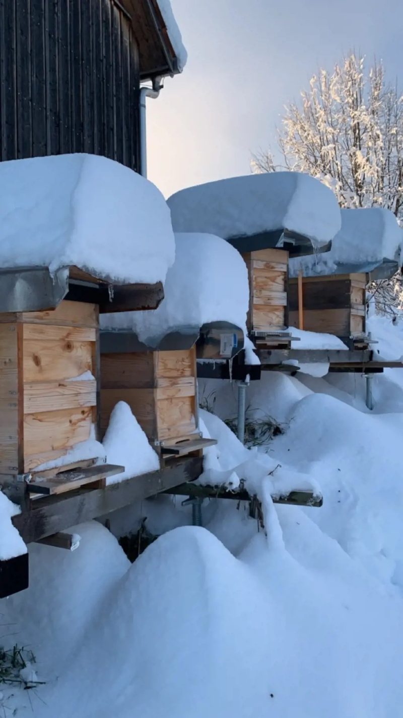 Bienen – Überlebenskünstler im Winter