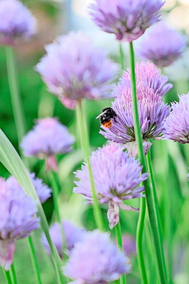 Schön und essbar: Die Blüten des Schnittlauchs.