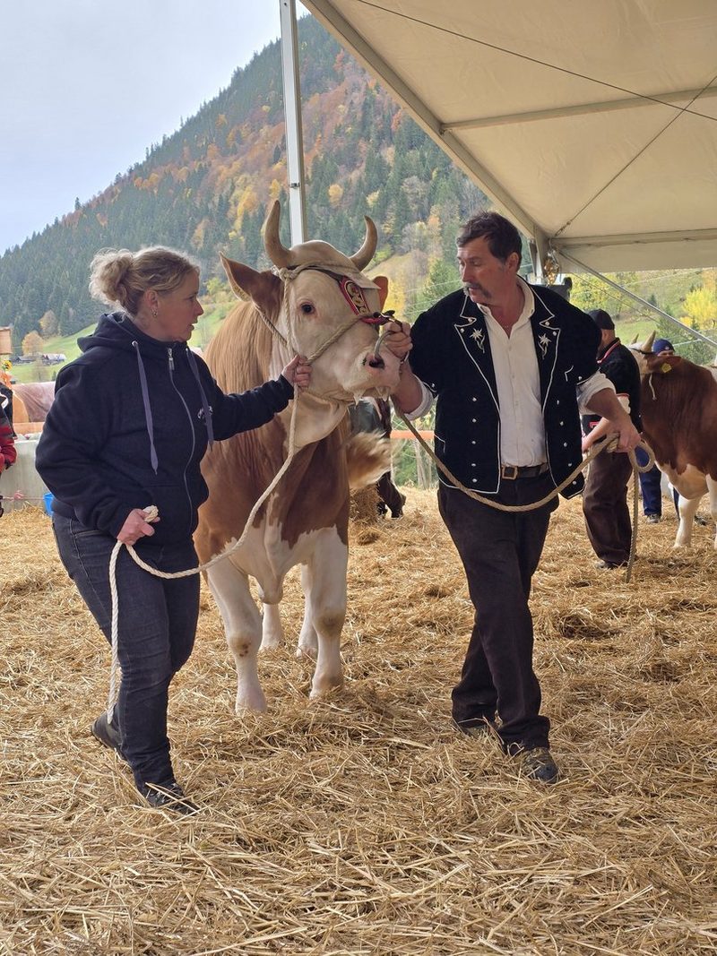 Jubiläumsschau in Saxeten: Viehzüchter trotzen Regen und ehren beeindruckende Leistungen