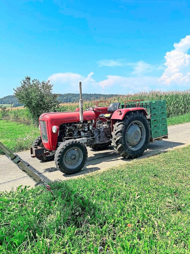Für den Transport der Gurken kommt ausnahmsweise der kleine rote Traktor zum Einsatz.