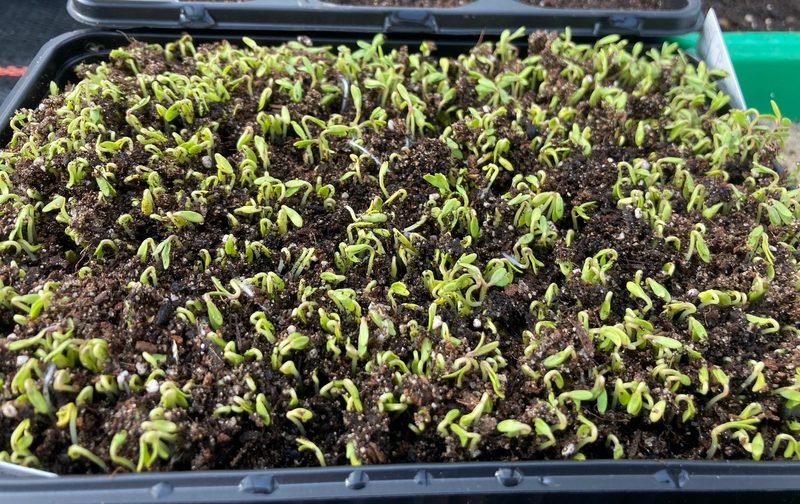 So zieht man Microgreens
