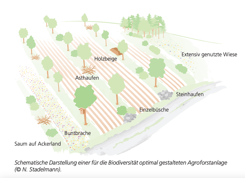 Agroforst kann für gewisse Vögel zum Problem werden