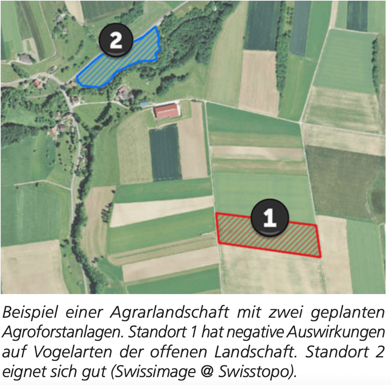 Agroforst kann für gewisse Vögel zum Problem werden