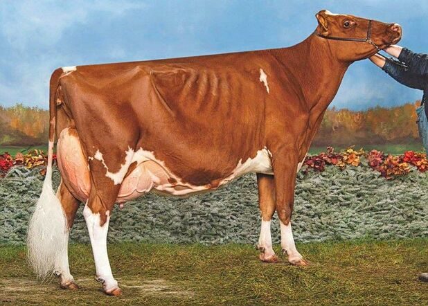Ms Delicious Talent Apple EX-94 ist die Mutter des bekannten Rotfaktorstieres Mr D Apple Doorman Diamondback.