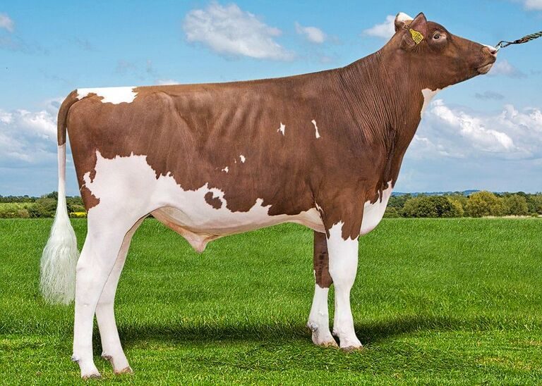Über die Apple-Tochter Ms Apples Uno Armana EX-91 gelangen wir zu Olympian-Sohn Apple Pie, der auch in der Schweiz im Einsatz war.