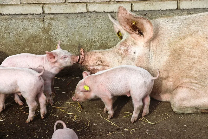 Die Ferkelproduktion steht in Deutschland vor besonderen Herausforderungen. Oft sind diese unüberwindbar.