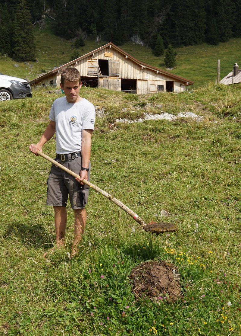 Ein Laufstall auf der Alp ist eine Seltenheit
