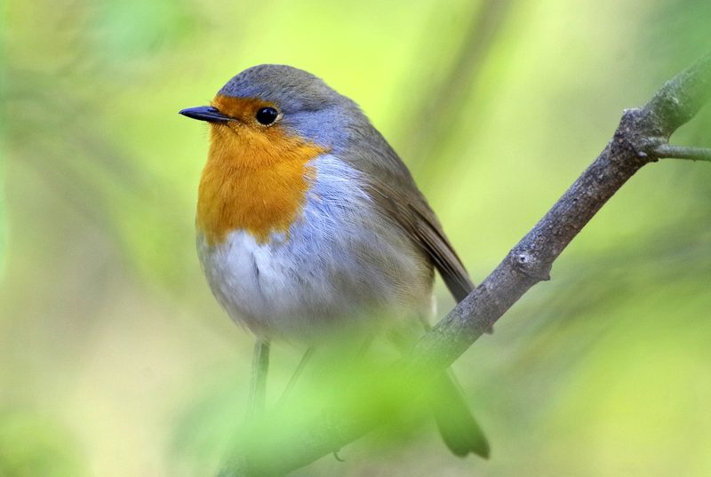 Studie: In den Schweizer Alpen sinkt die Vogel-Diversität