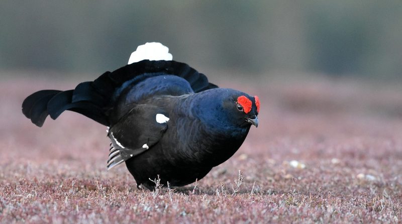 Studie: In den Schweizer Alpen sinkt die Vogel-Diversität