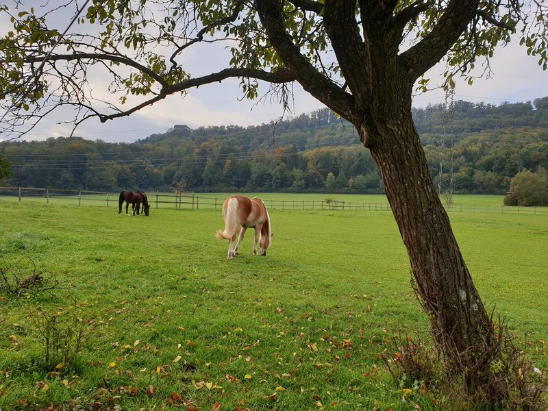 Biodiversität im Pferdestall: Lieber naturnah statt herausgeputzt