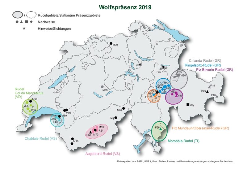 Die Karte zeigt, wo sich die acht Wolfsrudel befinden. Auch Nachweise und Sichtungen von Wölfen sind markiert.(Grafik CHWolf; Quellen Bafu, Kora und Andere; Stand 08/2019)