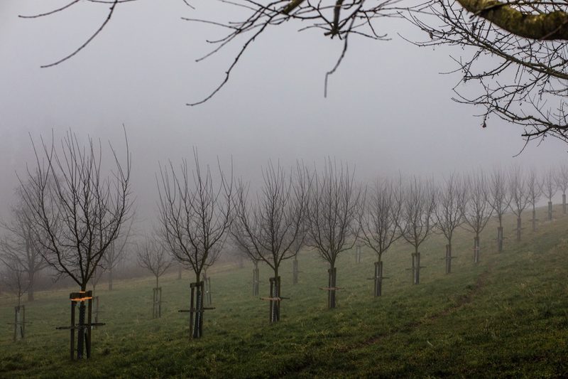 Die Stimmung ist mystisch auf dem “Archehof" in Hildisrieden ist mystisch. Bild: Pia Neuenschwander
