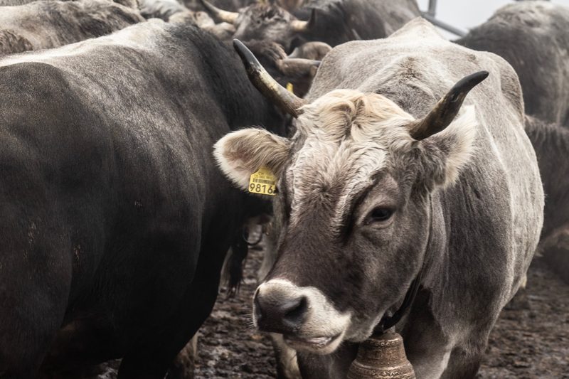 Unter den Hochstamm-Obstbäumen grast Rätisches Grauvieh. Bild: Pia Neuenschwander