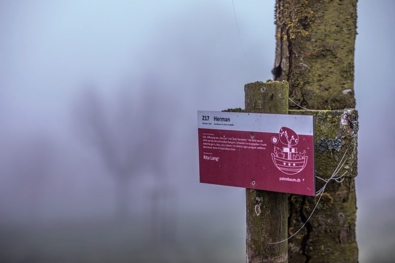 Rund 500 der 600 Obstbäume haben einen Paten. Bild: Pia Neuenschwander
