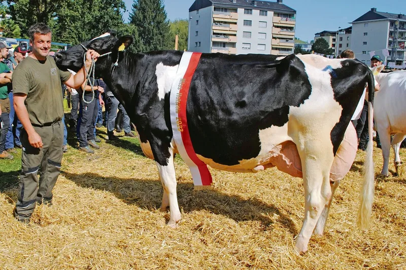 Atwood Talassa von Beat von Rickenbach, Steinerberg, wurde in Küssnacht zur Miss der Holsteinkühe gekürt.