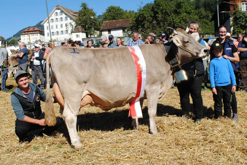 Herrliche Schwyzer Viehschauwoche