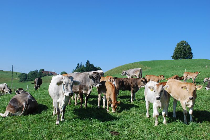Ambitioniertes Ziel: Mehr als zwei Kälber pro Kuh und Jahr