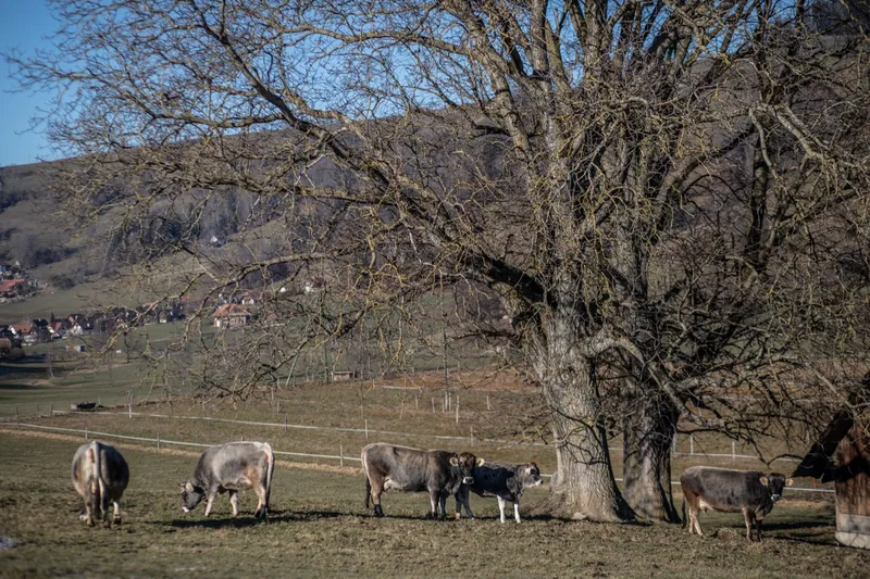 Die Fleisch-Direktvermarktung ist aktuell der wichtigste Betriebszweig. Bild: Pia Neuenschwander