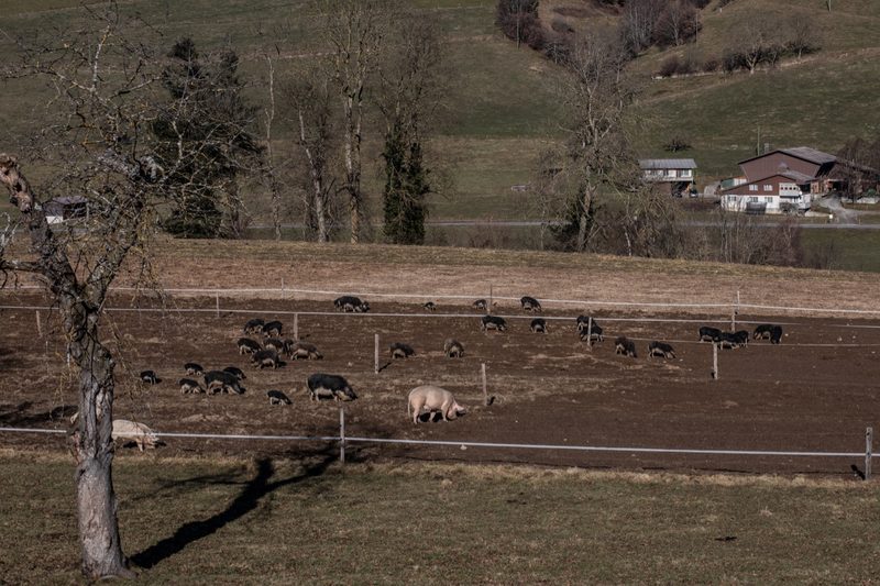 Anna und Christian Böhlen machen sich Gedanken, ob sie weiterhin Wollschweine wollen. «Wollschweine sind eine alte, robuste Rasse, das finden wir toll.» Bild: Pia Neuenschwander