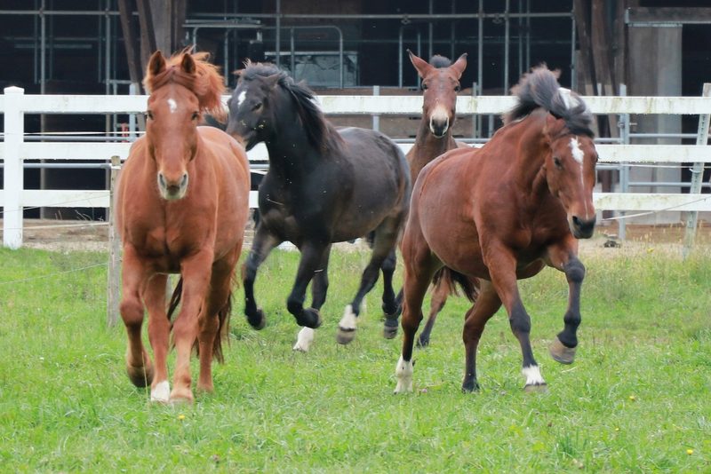 Zu dicke statt magere Pferde: Bei Tierschutzkontrollen ändern sich die Themen